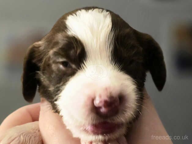 Springer Spaniel Puppies for sale