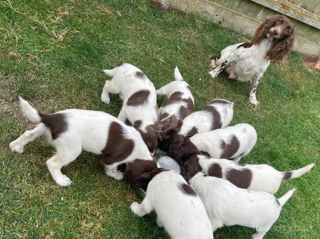 Springer spaniel pups for sale in Mablethorpe, Lincolnshire