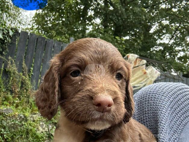 Springer spaniel pups for sale in St Austell, Cornwall - Image 1