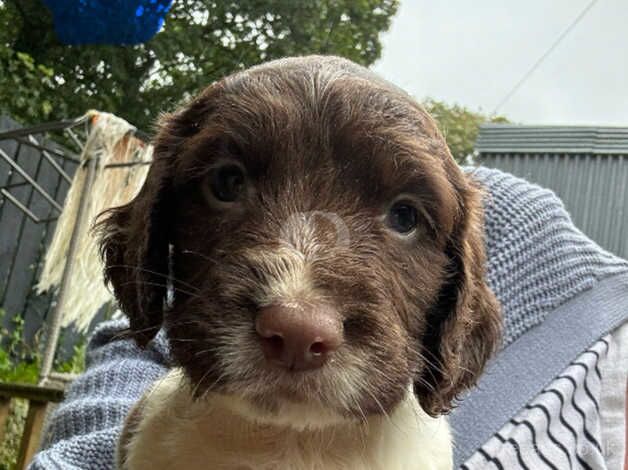 Springer spaniel pups for sale in St Austell, Cornwall - Image 2