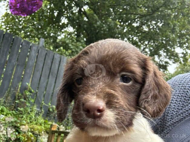 Springer spaniel pups for sale in St Austell, Cornwall - Image 3