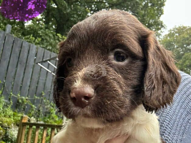 Springer spaniel pups for sale in St Austell, Cornwall - Image 4