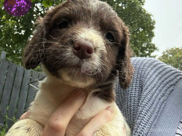 Springer spaniel pups for sale in St Austell, Cornwall - Image 5