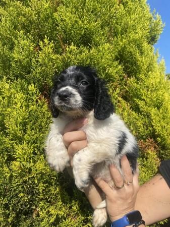 Springer spaniel, sprocket, puppies from working parents for sale in Wolverhampton, West Midlands - Image 1