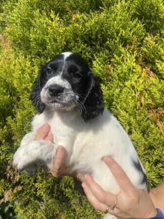Springer spaniel, sprocket, puppies from working parents for sale in Wolverhampton, West Midlands - Image 2