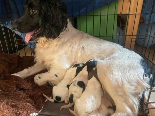 Springer spaniel, sprocket, puppies from working parents for sale in Wolverhampton, West Midlands - Image 4