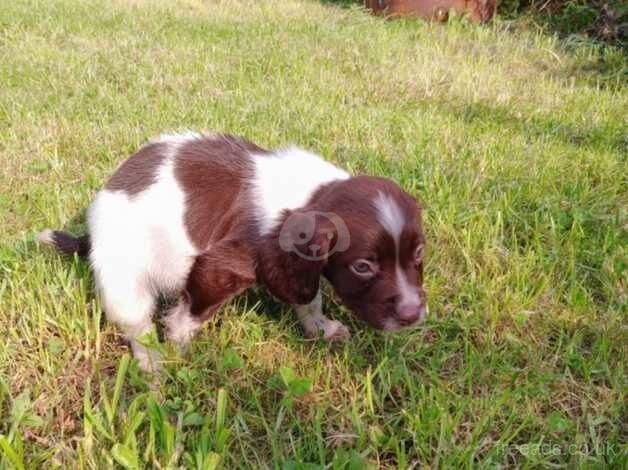 Springer spaniels for sale in Wakefield, West Yorkshire - Image 1