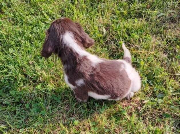 Springer spaniels for sale in Wakefield, West Yorkshire - Image 2