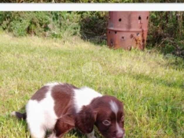 Springer spaniels for sale in Wakefield, West Yorkshire - Image 3