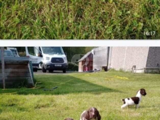 Springer spaniels for sale in Wakefield, West Yorkshire - Image 4