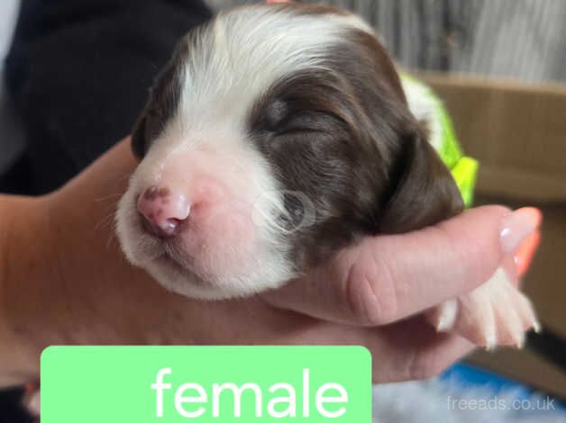 Springer Spaniels puppies for sale in Birmingham, West Midlands - Image 2