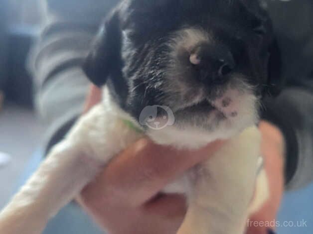 Springer Spaniels puppies for sale in Birmingham, West Midlands - Image 3