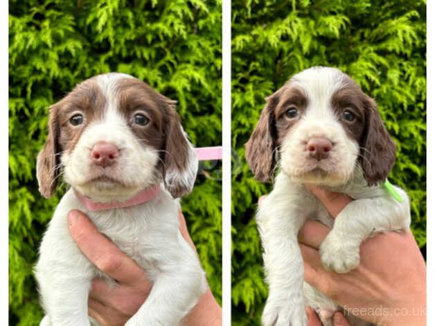 Springer spaniels pups for sale in Nairn, Highland