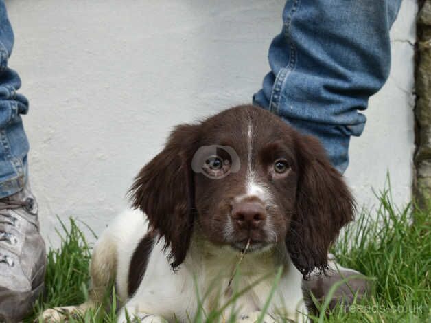 Springer Spaniels ready to leave boys left for sale in Merthyr Tydfil