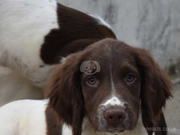 Springer Spaniels ready to leave boys left for sale in Merthyr Tydfil - Image 2