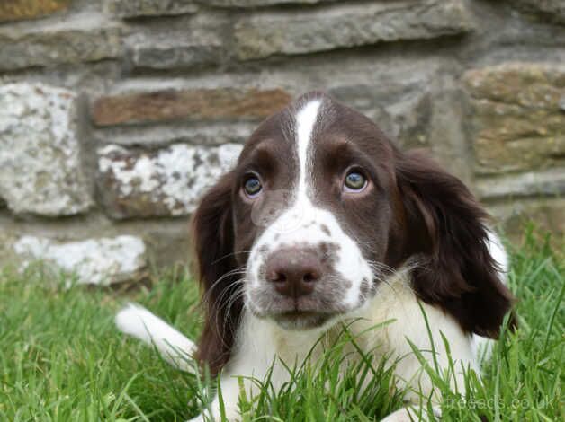 Springer Spaniels ready to leave boys left for sale in Merthyr Tydfil - Image 3