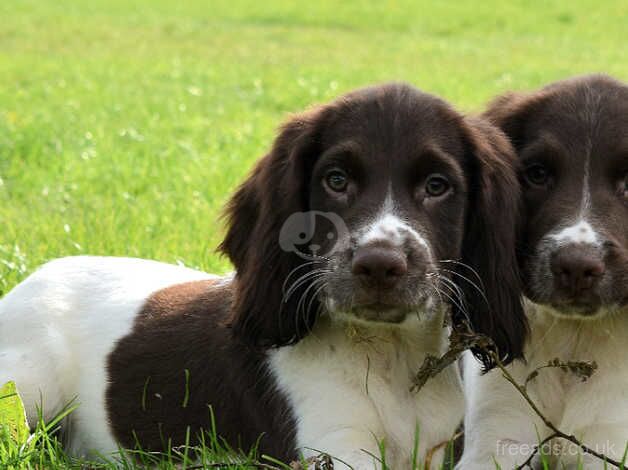 Springer Spaniels ready to leave boys left for sale in Merthyr Tydfil - Image 4