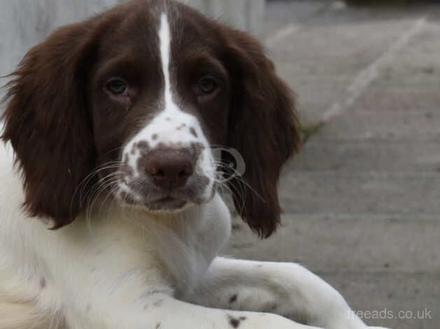 Springer Spaniels ready to leave boys left for sale in Merthyr Tydfil - Image 5