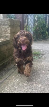 Springer x Cockapoo puppies for sale in Gravesend, Kent