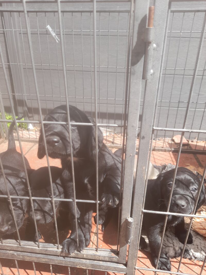 Springerdor puppies for sale in Ferndown dorset