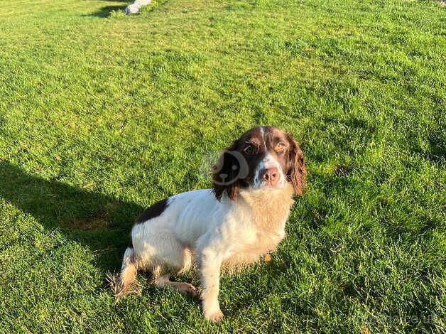 SpringerSpaniel dog for sale in Nairn, Highland