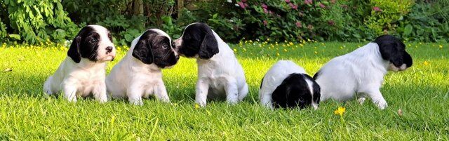 Sprocker Spaniel Puppies (all girls) for sale in Carnforth, Lancashire - Image 2