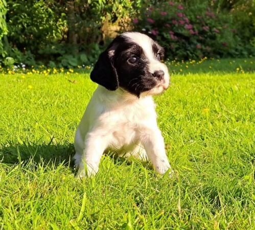 Sprocker Spaniel Puppies (all girls) for sale in Carnforth, Lancashire - Image 3
