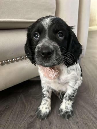 Sprocker Spaniel puppies ready now! for sale in Liverpool, Merseyside - Image 1