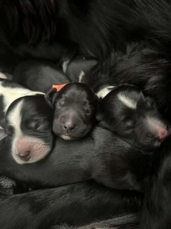 Sprocker Spaniel puppies ready now! for sale in Liverpool, Merseyside - Image 3