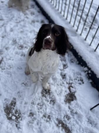 Sprocker Spaniel puppies ready now! for sale in Liverpool, Merseyside - Image 4