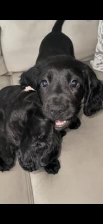 Sprocker Spaniel puppies ready now! for sale in Liverpool, Merseyside - Image 5