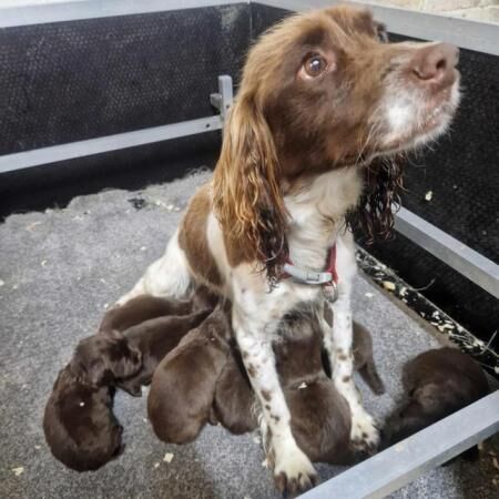 Sprocker Spaniel ( Springer x Cocker ) pups for sale in Whitby, North Yorkshire