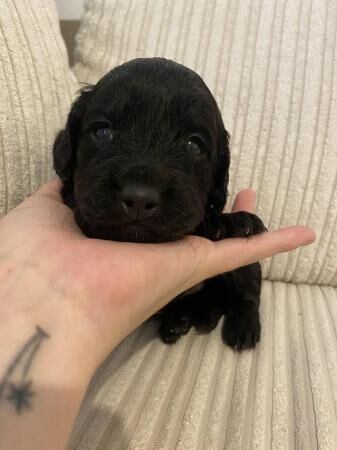 Sproodle puppies ready 3rd of august x for sale in Grays, Essex - Image 2