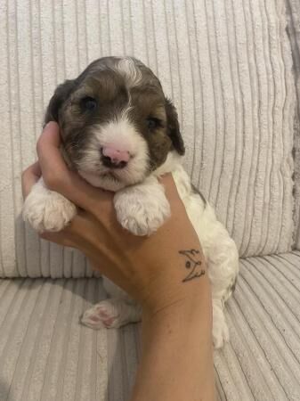 Sproodle puppies ready 3rd of august x for sale in Grays, Essex - Image 4