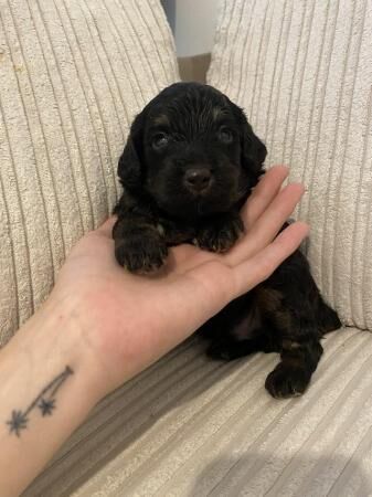 Sproodle puppies ready 3rd of august x for sale in Grays, Essex - Image 5