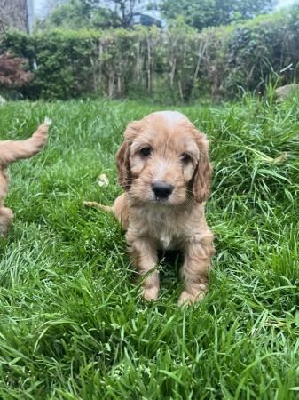 Sproodle pups ready from the 1st of july for sale in Monnington on Wye, Herefordshire - Image 1