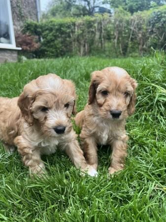 Sproodle pups ready from the 1st of july for sale in Monnington on Wye, Herefordshire - Image 2