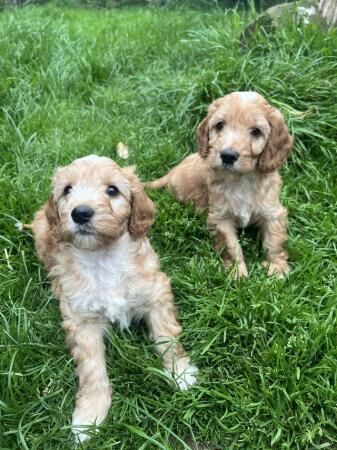 Sproodle pups ready from the 1st of july for sale in Monnington on Wye, Herefordshire - Image 5