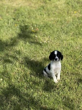 Stunning black and white springer dog pups for sale in Brandon, Suffolk