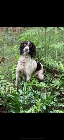 Stunning black and white springer dog pups for sale in Brandon, Suffolk - Image 2