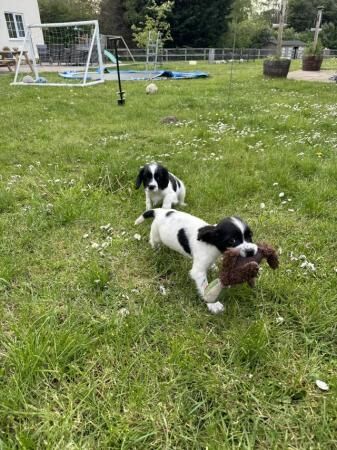 Stunning black and white springer dog pups for sale in Brandon, Suffolk - Image 4