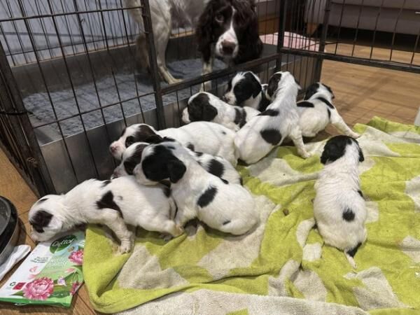 Stunning black and white springer dog pups for sale in Brandon, Suffolk - Image 5