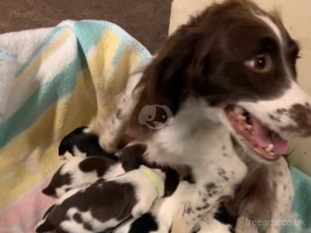 Stunning English springer spaniel pups for sale in Abergavenny/Y Fenni, Monmouthshire