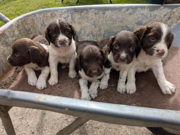 Stunning ESS puppies for sale in Totnes, Devon