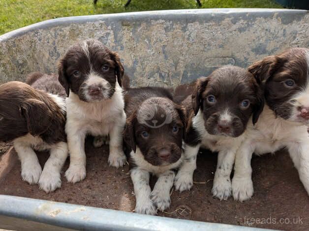 Stunning ESS puppies for sale in Totnes, Devon