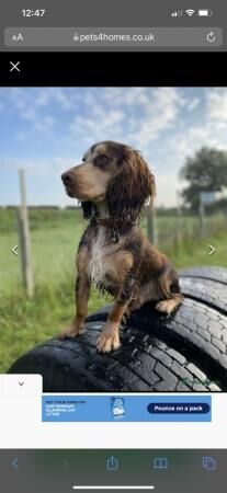 Stunning F1 sprocker spaniels for sale in Tarvin, Cheshire - Image 1