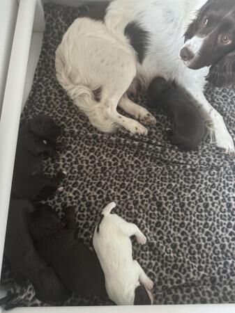 Stunning F1 sprocker spaniels for sale in Tarvin, Cheshire - Image 2