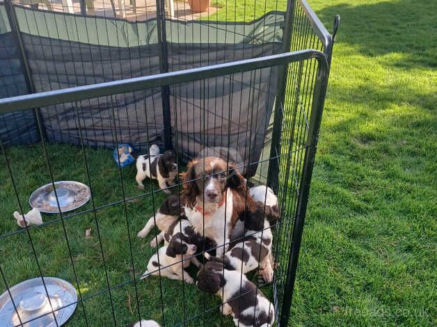 Stunning litter of ESS puppies for sale in Plymouth, Devon - Image 1