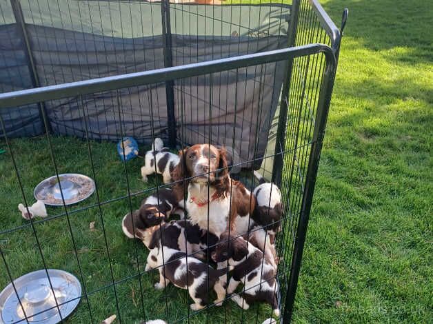 Stunning litter of ESS puppies for sale in Plymouth, Devon - Image 3