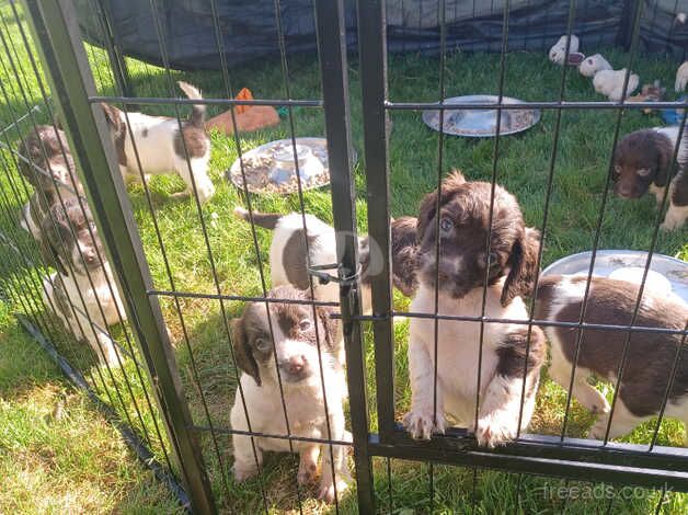 Stunning litter of ESS puppies for sale in Plymouth, Devon - Image 4